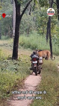 जंगल में अचानक सामने आया बाघ तो बाइक छोड़कर भागा फॉरेस्ट गार्ड