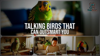 Talking Birds: The Smartest Species That Can Outsmart You