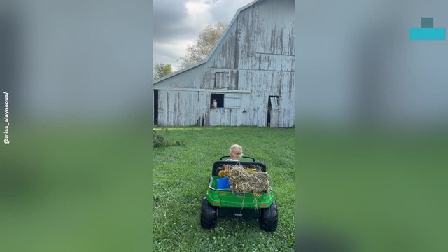 Toddler Delivers Horse Treats and Giggles