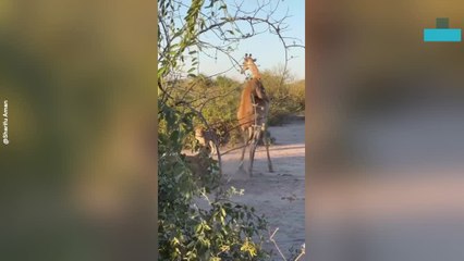 Brutal Lion Chase on Giraffe Caught on Camera