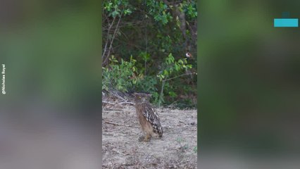 Brown Fish-owls Mobbed by Flycatchers