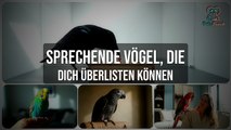 Sprechende Vögel: Ihre Intelligenz wird dich verblüffen!