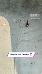 Skater’s Patience Pays Off — Rescues Trapped Bunny from Skatepark!|| Heartsome 💖