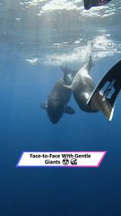 Divers Stunned as Majestic Orcas Gracefully Swim Beside Them!|| Heartsome 💖