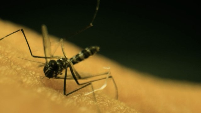 Su Salud: Todo lo que debe saber sobre fiebre amarilla