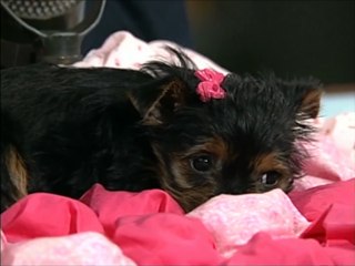 Year 1994: The cutest creature in the world (Mariah Carey) and her puppy. 🥰