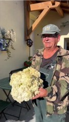 A Issigeac, Serge cultive des choux-fleurs géants