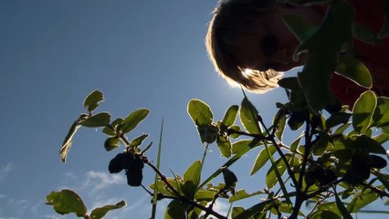 Temps chaud et sec : les producteurs de vin s’en tirent bien