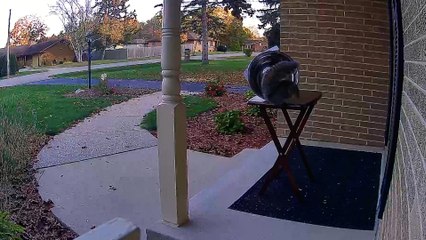 Caught on Cam: Halloween Fails