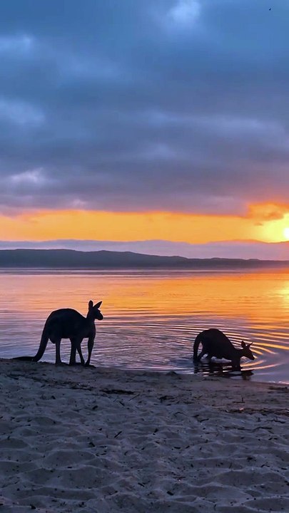 Australian kangaroo