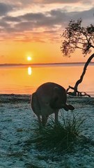 Australian kangaroo