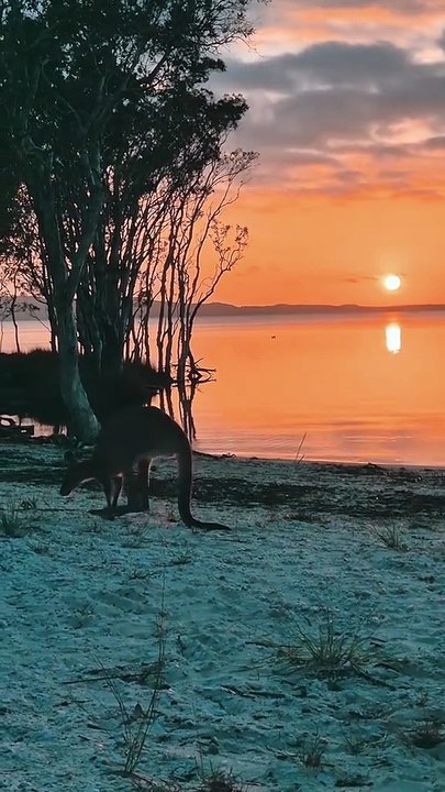 Australian kangaroo