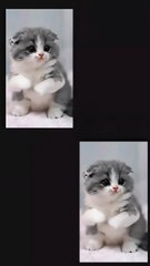 Tiny Legs, Big Moves – Munchkin Kitten Dance! 🐾🎶 #cutecat #catlovers #munchkinkitten