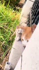 Don't mess with a cat, Mom