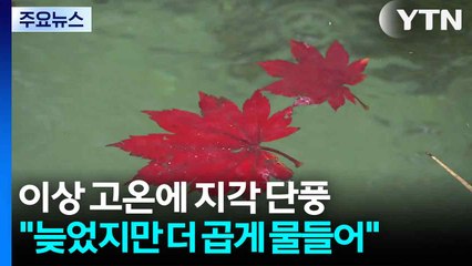이상 고온에 지각 단풍..."늦었지만 더 곱게 물들어" / YTN