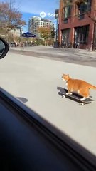 Cat does a kick flip on a skateboard