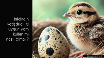 Bıldırcın yetiştiriciliği ve uygun yem kullanımı