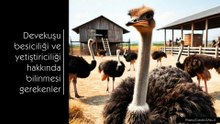 Devekuşu Besiciliği ve Yetiştiriciliği Hakkında Bilinmesi Gerekenler