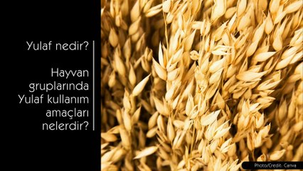 Yulaf ne işe yarar?  Yulaf'ın Hayvan Beslemesindeki Rolü