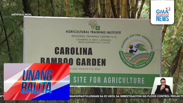 Pagtatanim at pag-aalaga ng mga kawayan, tampok sa 27th Bamboo Training/Seminar ng Carolina Bamboo Garden sa Sabado na | Unang Balita