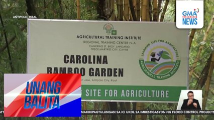 Pagtatanim at pag-aalaga ng mga kawayan, tampok sa 27th Bamboo Training/Seminar ng Carolina Bamboo Garden sa Sabado na | Unang Balita