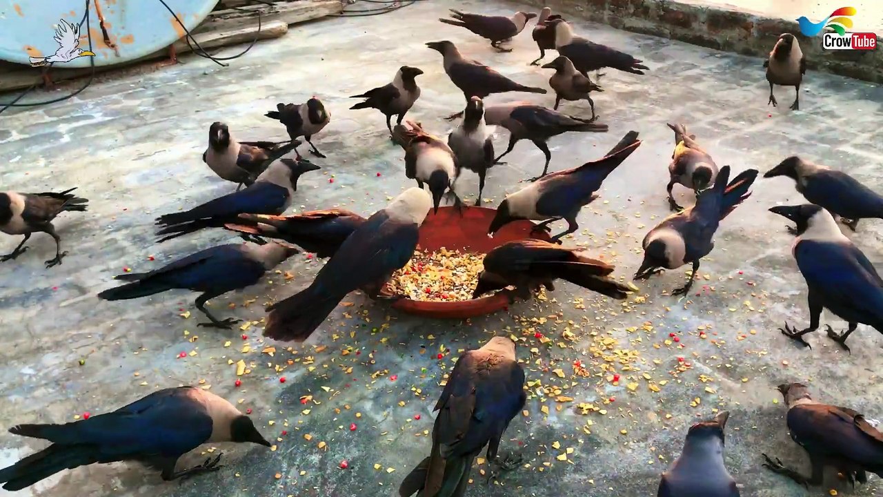 Huge Large Numbers Of Crows Attack On The Morni...