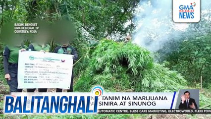 P6.3-M halaga ng tanim na marijuana sa Brgy. Kayapa, sinira at sinunog | Balitanghali