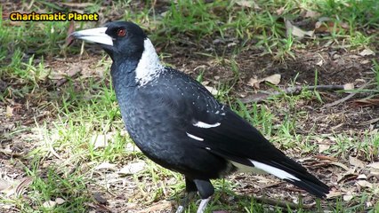 Australian Magpie Alarm Calls Explained | Nature Sounds