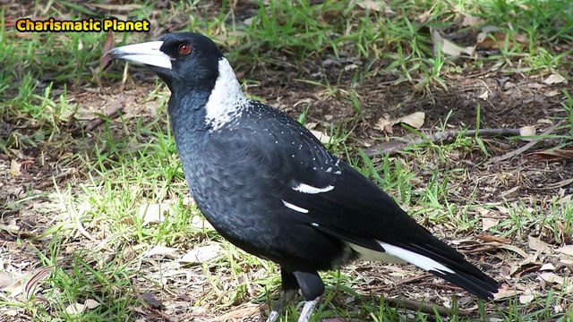 Australian Magpie Alarm Calls Explained | Nature Sounds