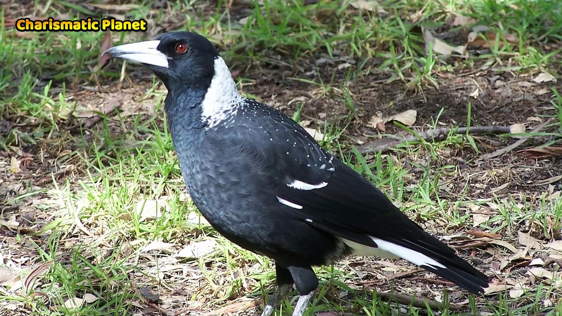 ⁣Australian Magpie Alarm Calls Explained | Nature Sounds