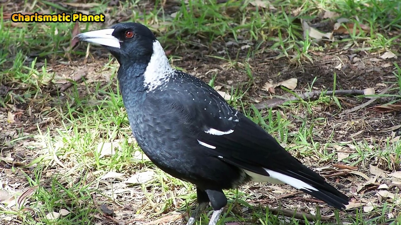 Australian Magpie Alarm Calls Explained | Nature Sounds