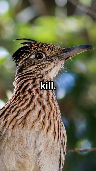 The Roadrunner – Nature’s Speedy Trickster 🏜️💨 | Fastest Bird of the Desert 🐦🔥