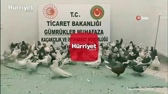Gürbulak Sınır Kapısı'nda TIR'da 85 adet Cancan cinsi güvercin ele geçirildi