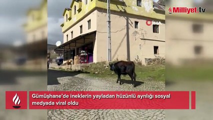 On binlerce kez izlendi, yürek yakan veda! 'Hayvanların da duyguları var'