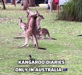 Kangaroo playing