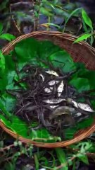 How to catch fish and prawn in rural areas mountain village