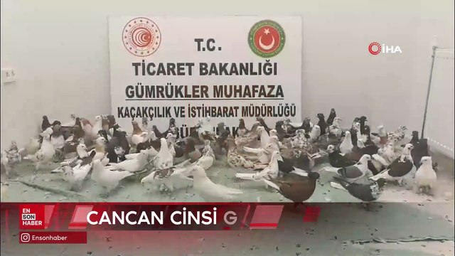 Gürbulak Sınır Kapısı’nda tırda 85 güvercin ele geçirildi
