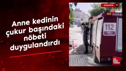 Osmaniye'de anne kedinin çukur başındaki nöbeti duygulandırdı