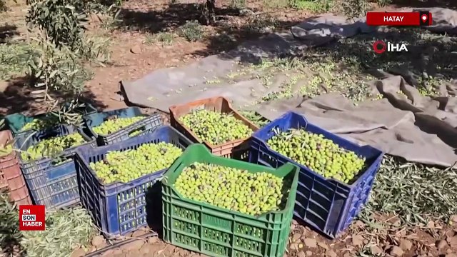 Hatay'da zeytinde bereketli hasat, kilogram fiyatı 55 TL'den tarladan alıcı buluyor