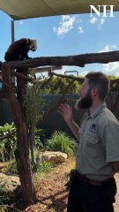 Oakvale Wildlife Park welcomes pair of red pandas