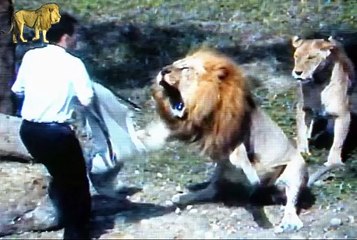 Man Survives Lion Attack – Real Jungle Encounter 🦁😱🌿
