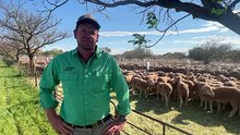 23,000 sheep yarded at Jamestown feature ewe sale