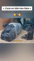 Je fais d’autre doublage ?🎙️