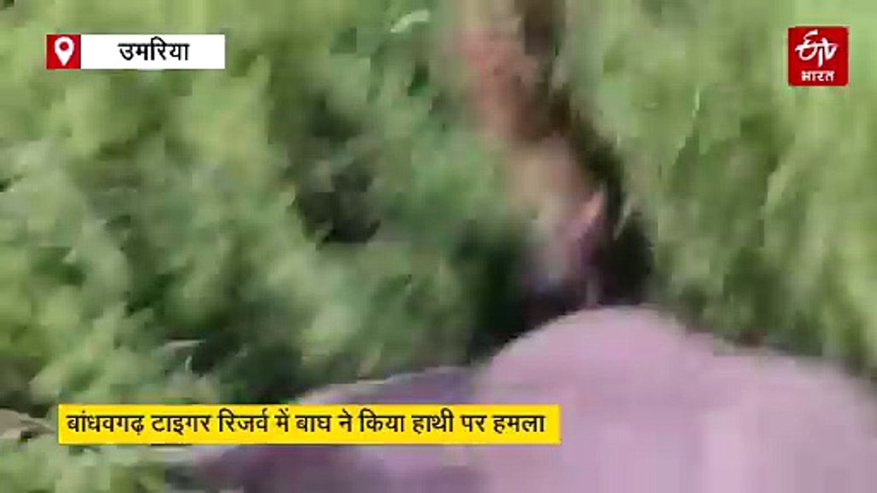 बांधवगढ़ में डरावना सीन, बाघ ने गुर्राते हुए हा...