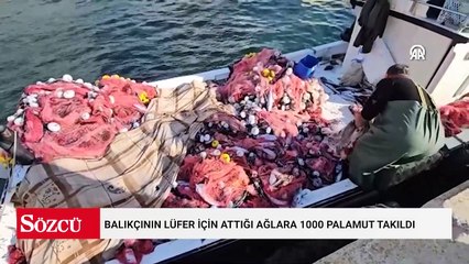Balıkçının lüfer için attığı ağlara 1000 palamut takıldı