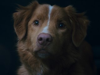 Good Boy: Trailer HD VO st FR/NL