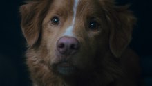 Good Boy: Trailer HD VO st FR/NL