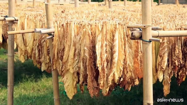 Nasce Filiera tabacchicola italiana a tutela del made in Italy
