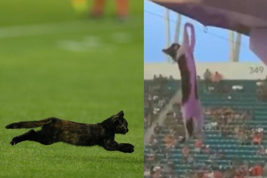 The viral cat hanging from a Hard Rock Stadium in the week they ban black cat adoptions at Halloween
