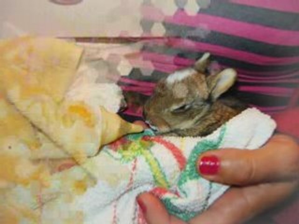 Lapin